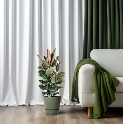 Ficus Elastica Tineke – Pflegeleichte Zimmerpflanze Ø27cm