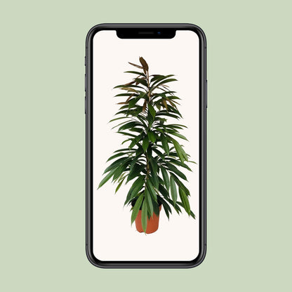 Ficus Amstel King – Pflegeleichte Zimmerpflanze 95 cm