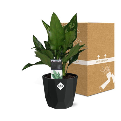 Aglaonema Maria – Pflegeleichte luftreinigende Zimmerpflanze 14cm