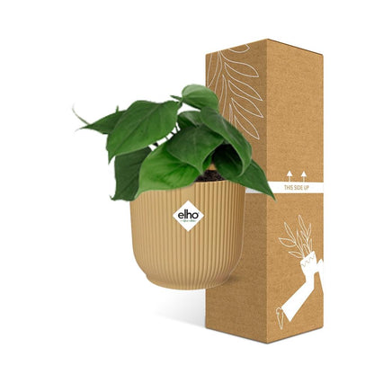 Philodendron Scandens in ELHO Vibes Fold 14cm Gelb