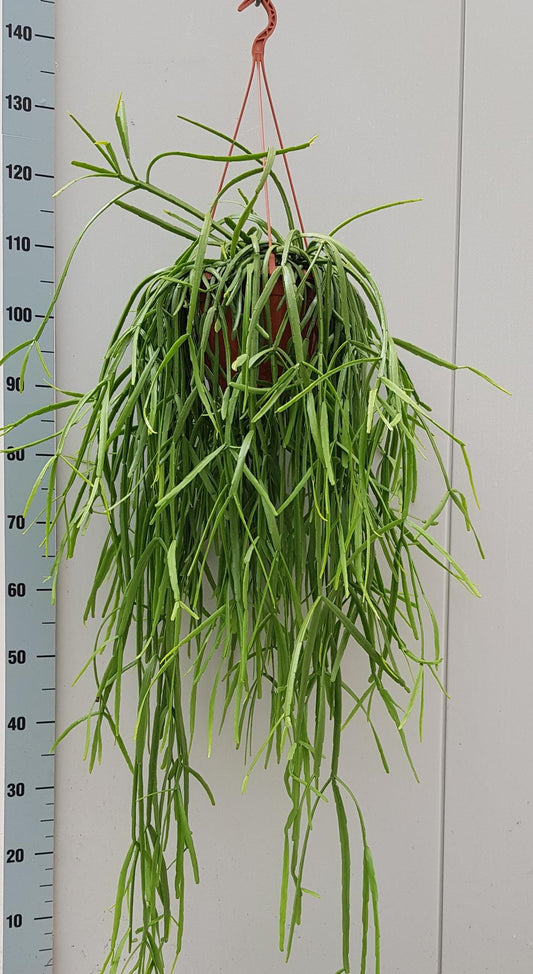 Rhipsalis Trigona – Pflegeleichte Trendpflanze Ø20cm