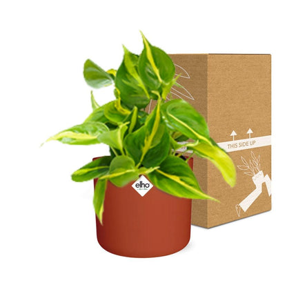 Philodendron Scandens ‘Brasil’ – pflegeleichte Zimmerpflanze im ELHO Topf