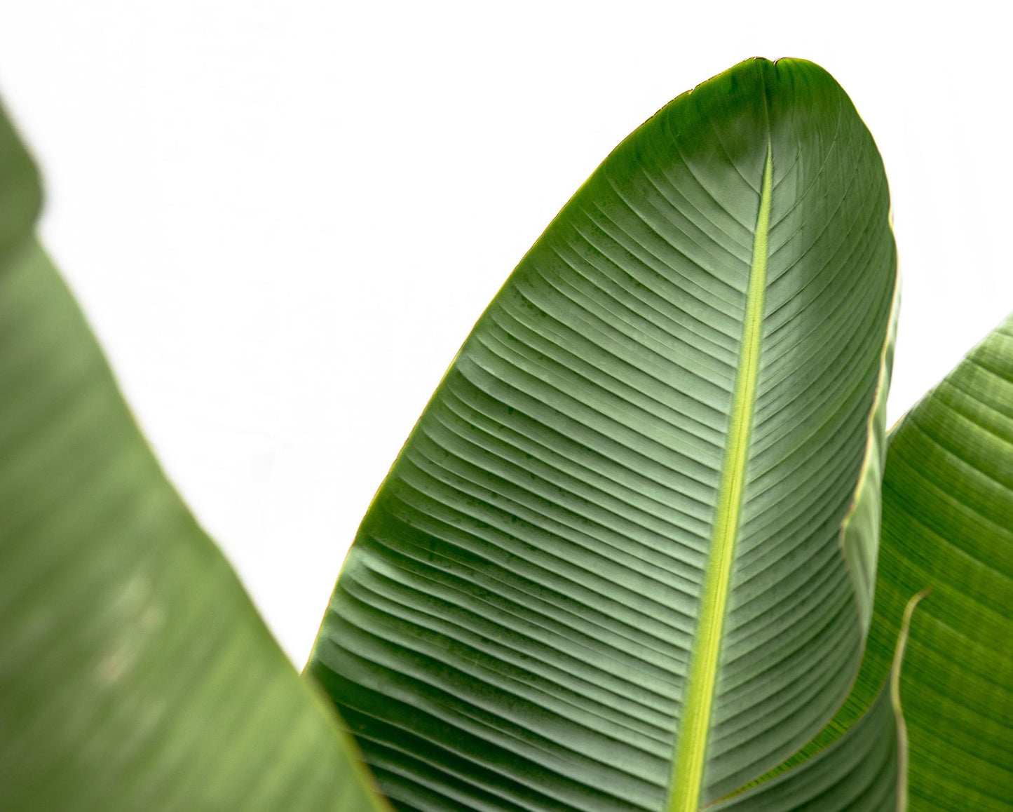 Strelitzia Augusta de luxe XXL – Weißer Paradiesvogel 250cm