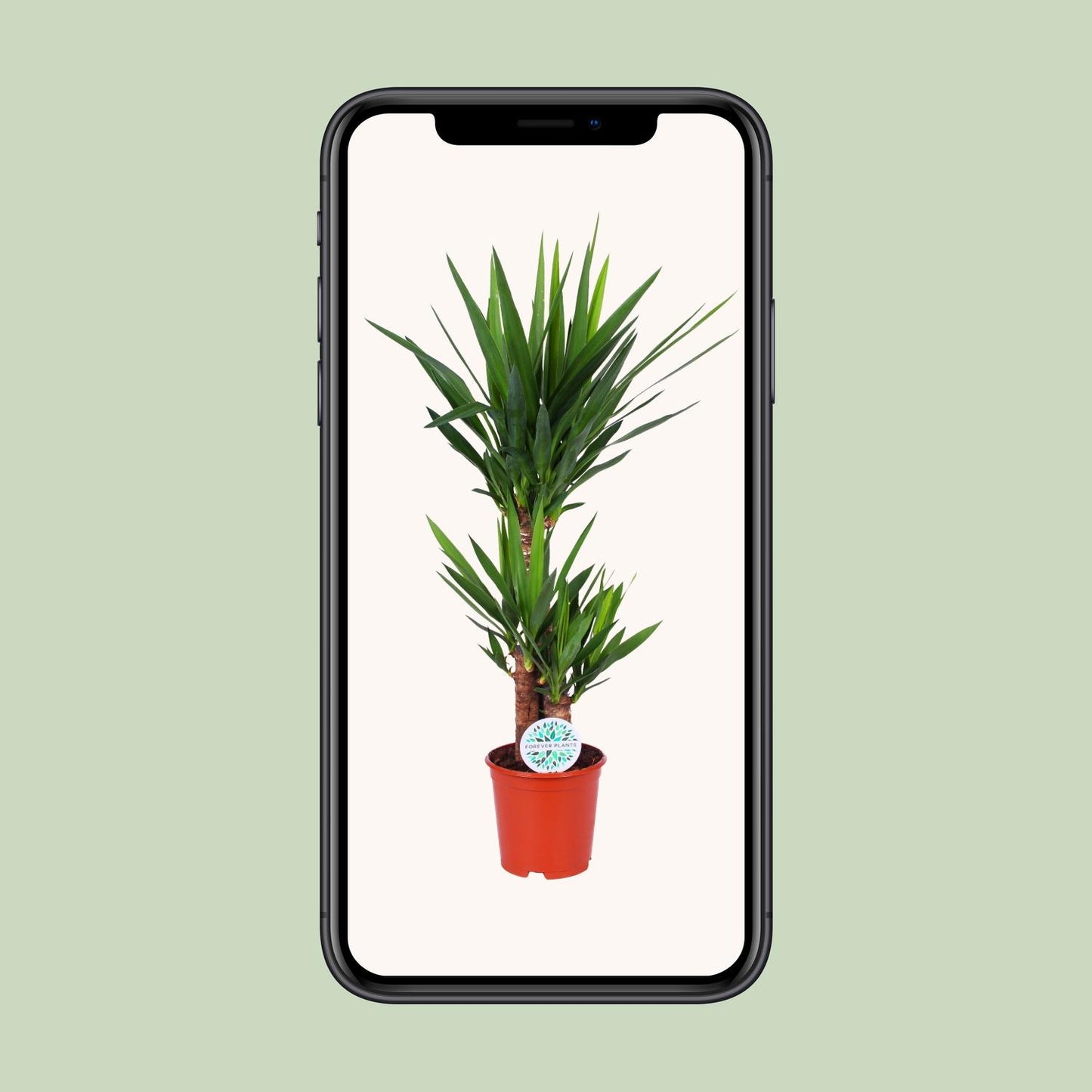 Yucca Elephantipes – Pflegeleichte Zimmerpflanze Ø21cm