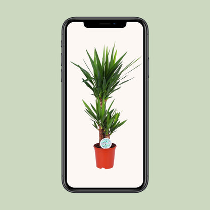 Yucca Elephantipes – Pflegeleichte Zimmerpflanze Ø21cm