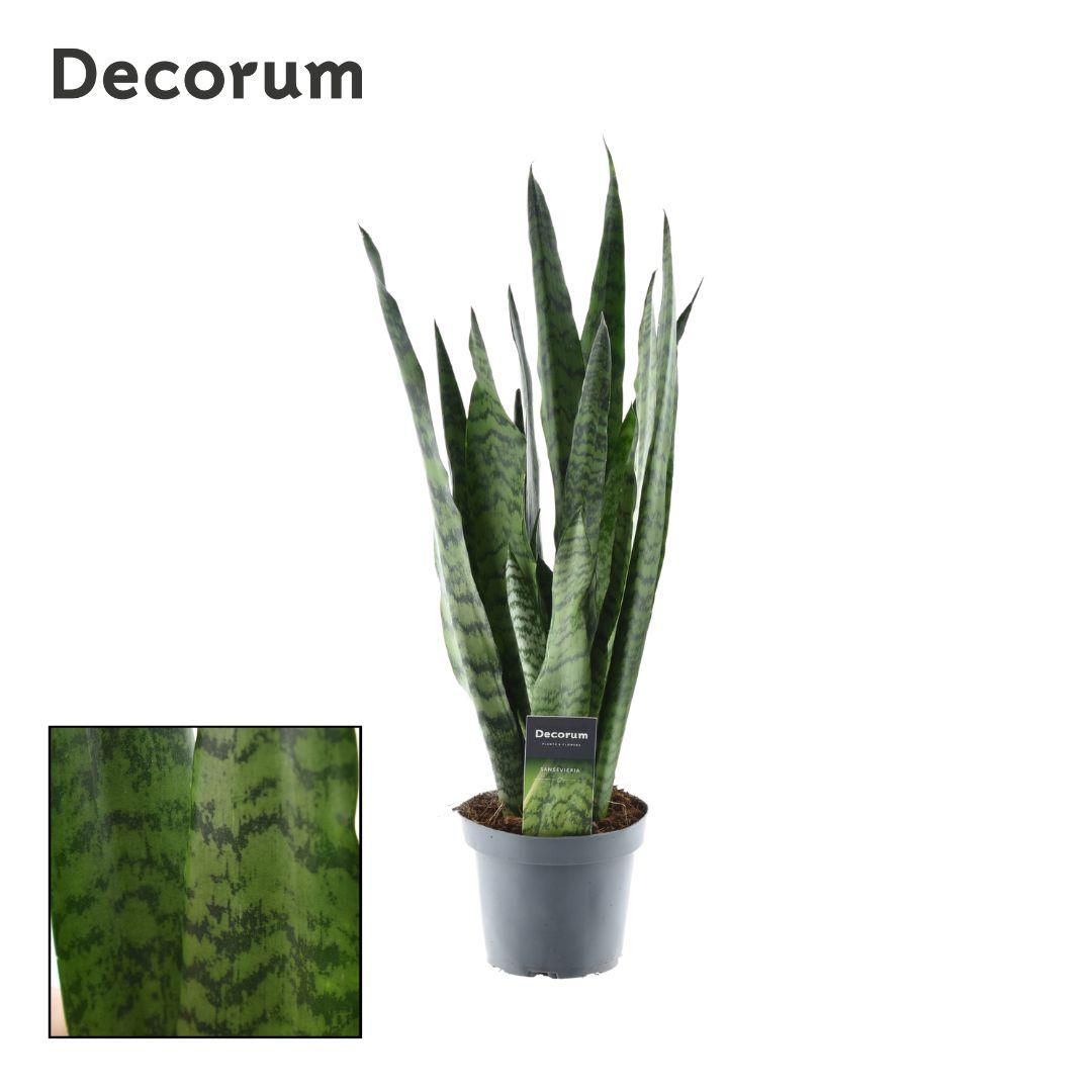 Sansevieria Zeylanica – Pflegeleichte Luftreiniger-Pflanze Ø14cm