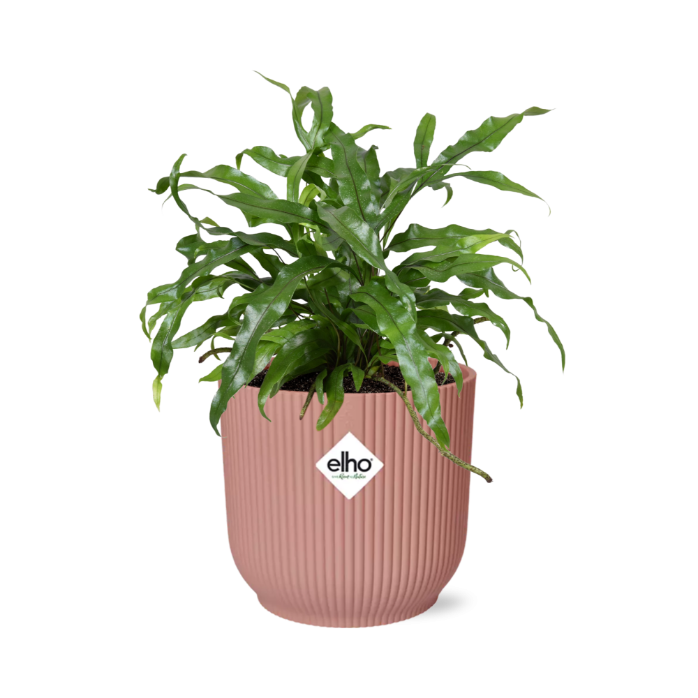 Microsorum Diversifolium – Kängurufarn in ELHO Vibes Fold 14cm rosa