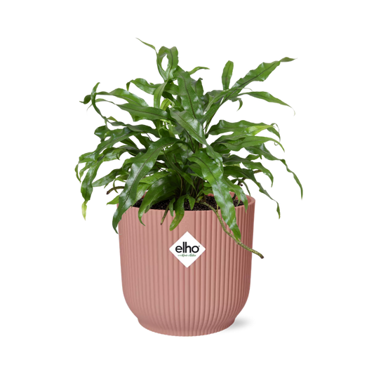 Microsorum Diversifolium – Kängurufarn in ELHO Vibes Fold 14cm rosa