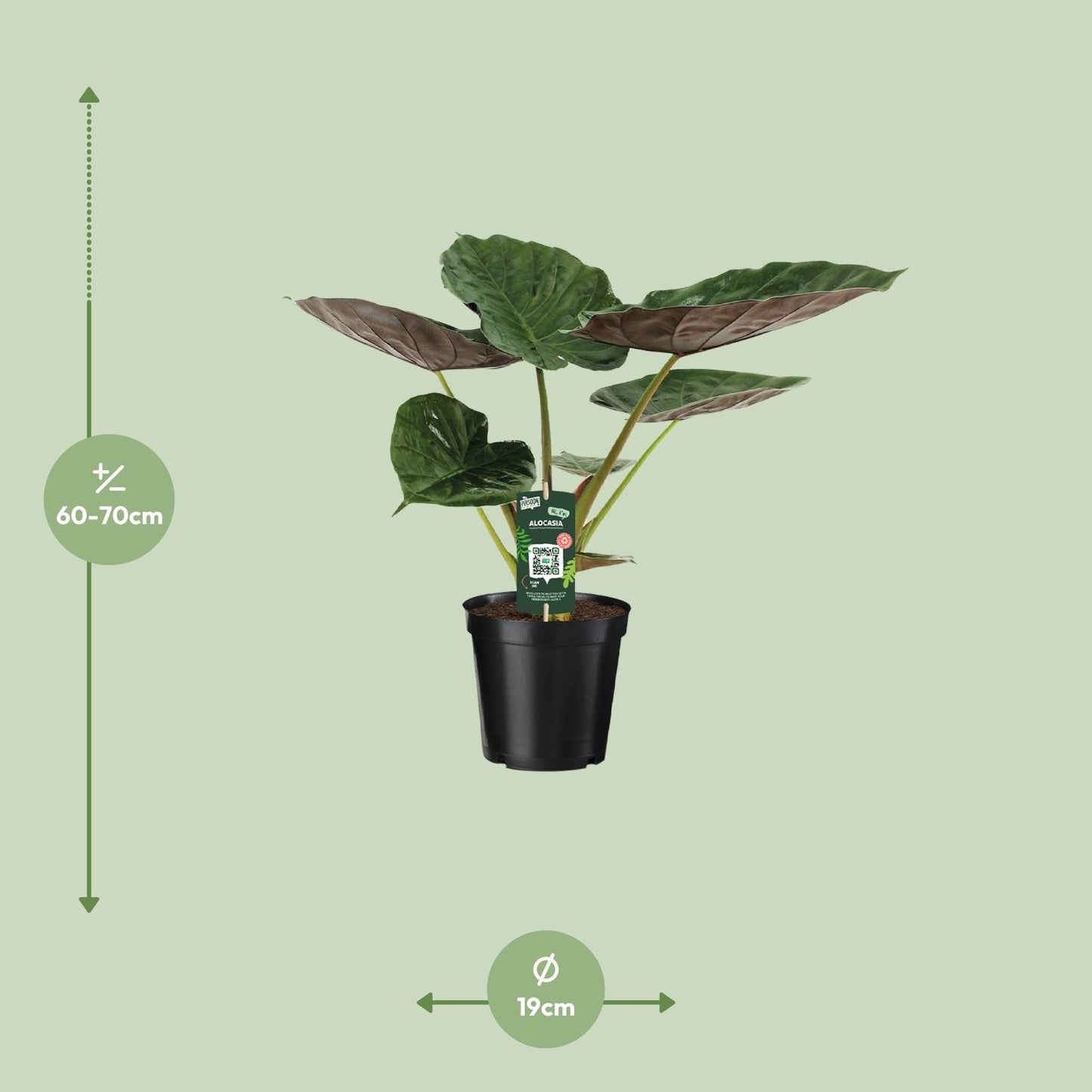Alocasia Wentii – Elefantenohr Zimmerpflanze Ø19cm, 70cm hoch