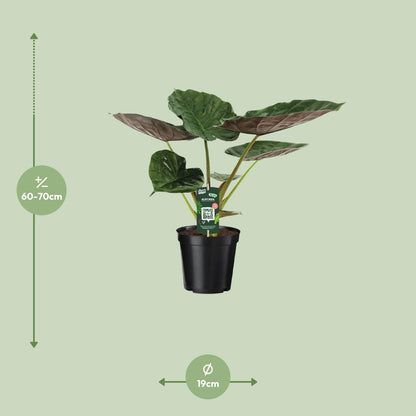 Alocasia Wentii – Elefantenohr Zimmerpflanze Ø19cm, 70cm hoch