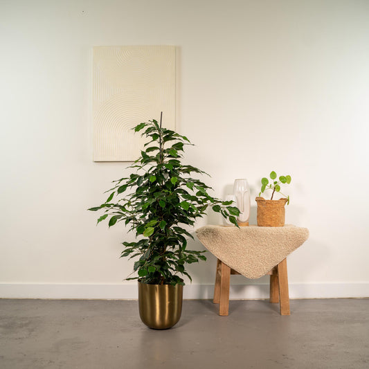 Ficus benjamina Danielle – Pflegeleichte Zimmerpflanze Ø21cm