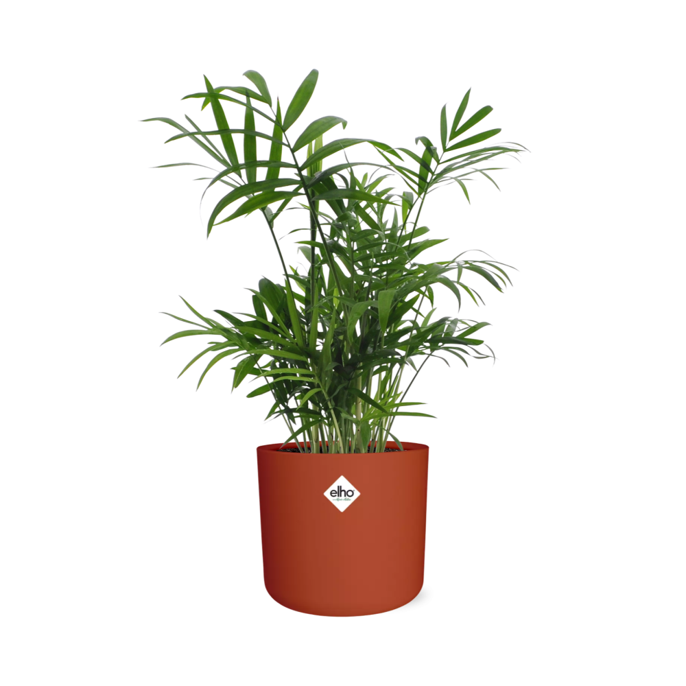 Chamaedorea Zwergbergpalme in ELHO b.for soft Rond 14cm Brique