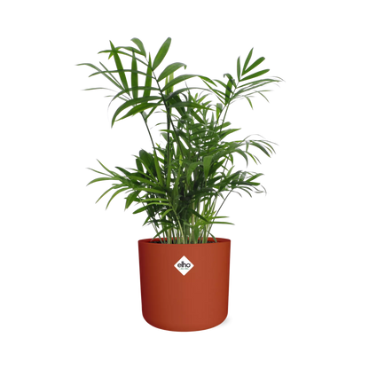 Chamaedorea Zwergbergpalme in ELHO b.for soft Rond 14cm Brique