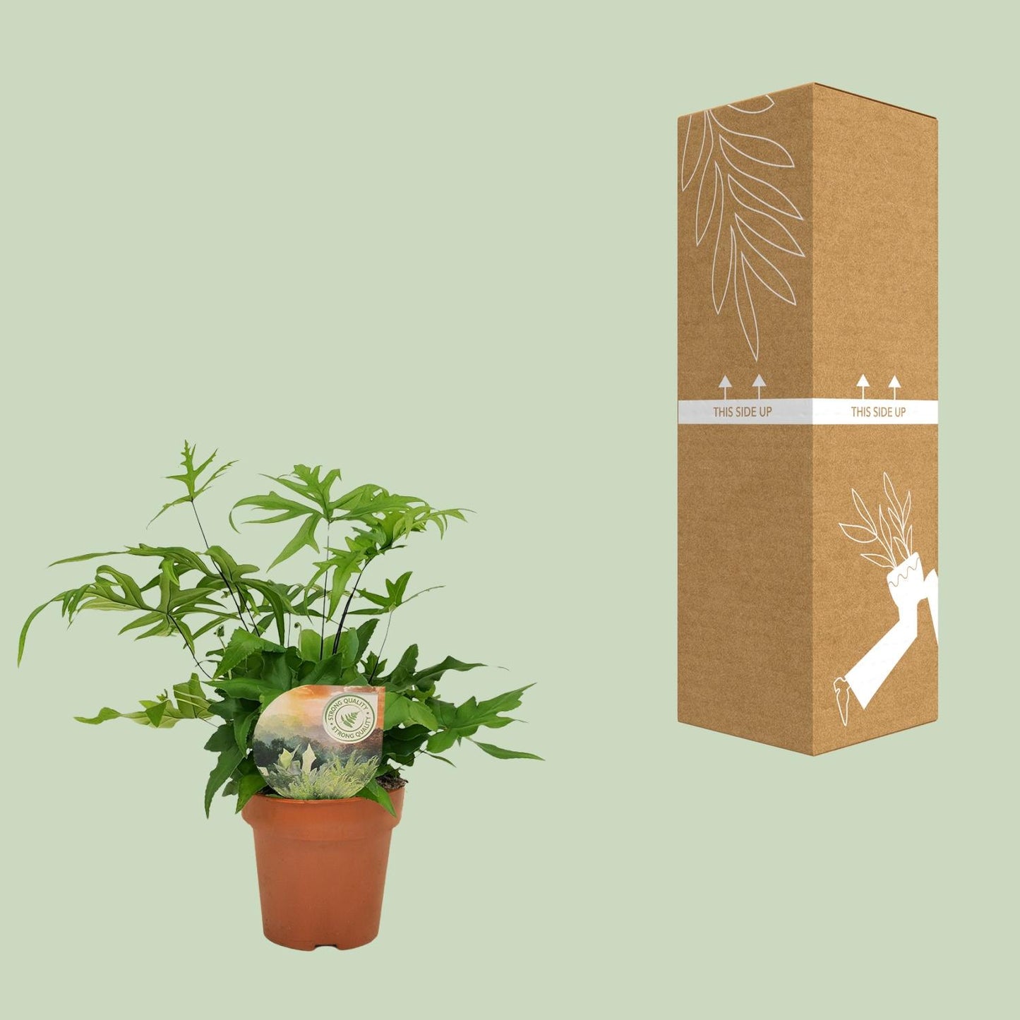 Doryopteris Pedata – pflegeleichter Antennenfarn Ø12cm