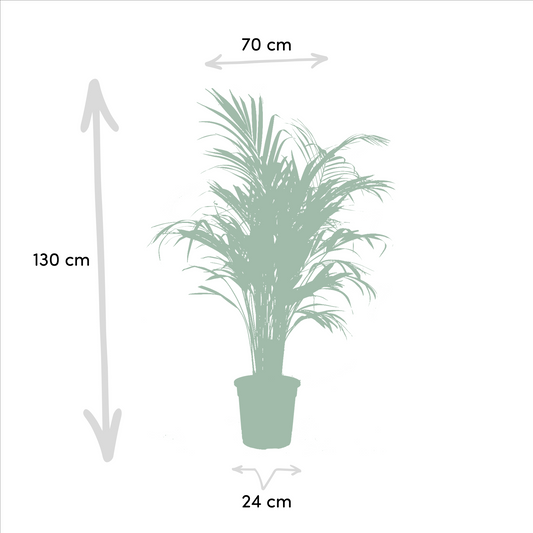 Areca-Palme & Yucca – Pflegeleichtes Zimmerpflanzen-Set