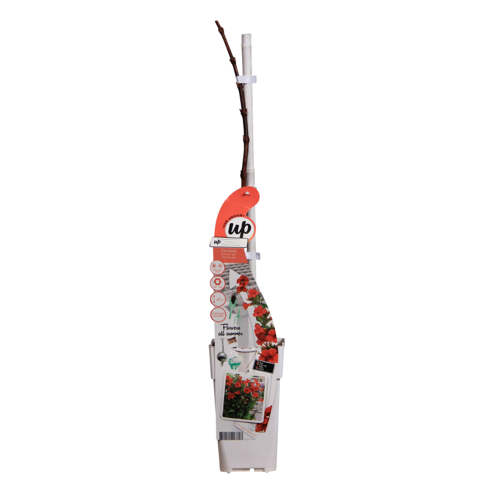 Trompetenblume Summer Jazz Fire – Kletterpflanze Ø19cm, 70cm hoch
