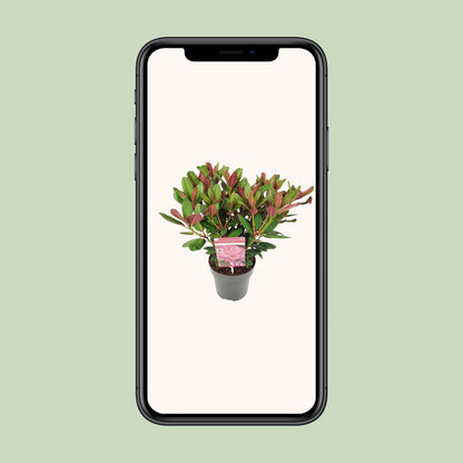 Rhododendron 'Wine & Roses' – pflegeleichte Zimmerpflanze 45 cm