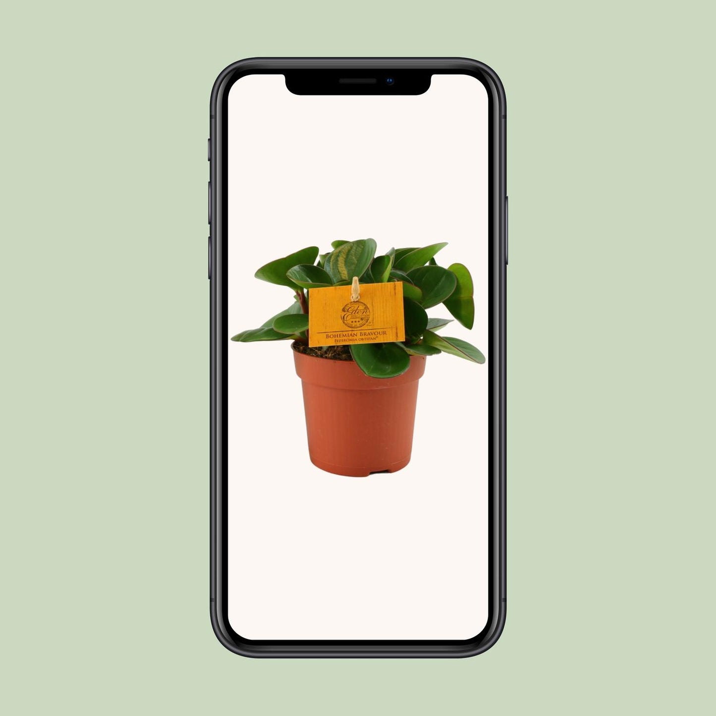 Peperomia Obtipan – Pflegeleichte Zimmerpflanze Ø11cm