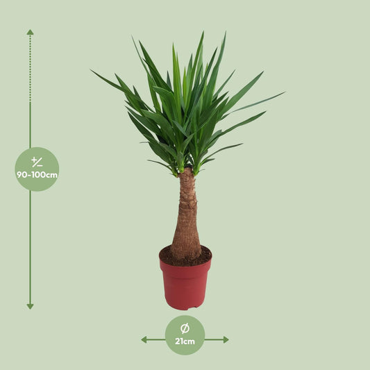 Yucca 'Maya Tree' – Pflegeleichter Elefantenfuß 100 cm