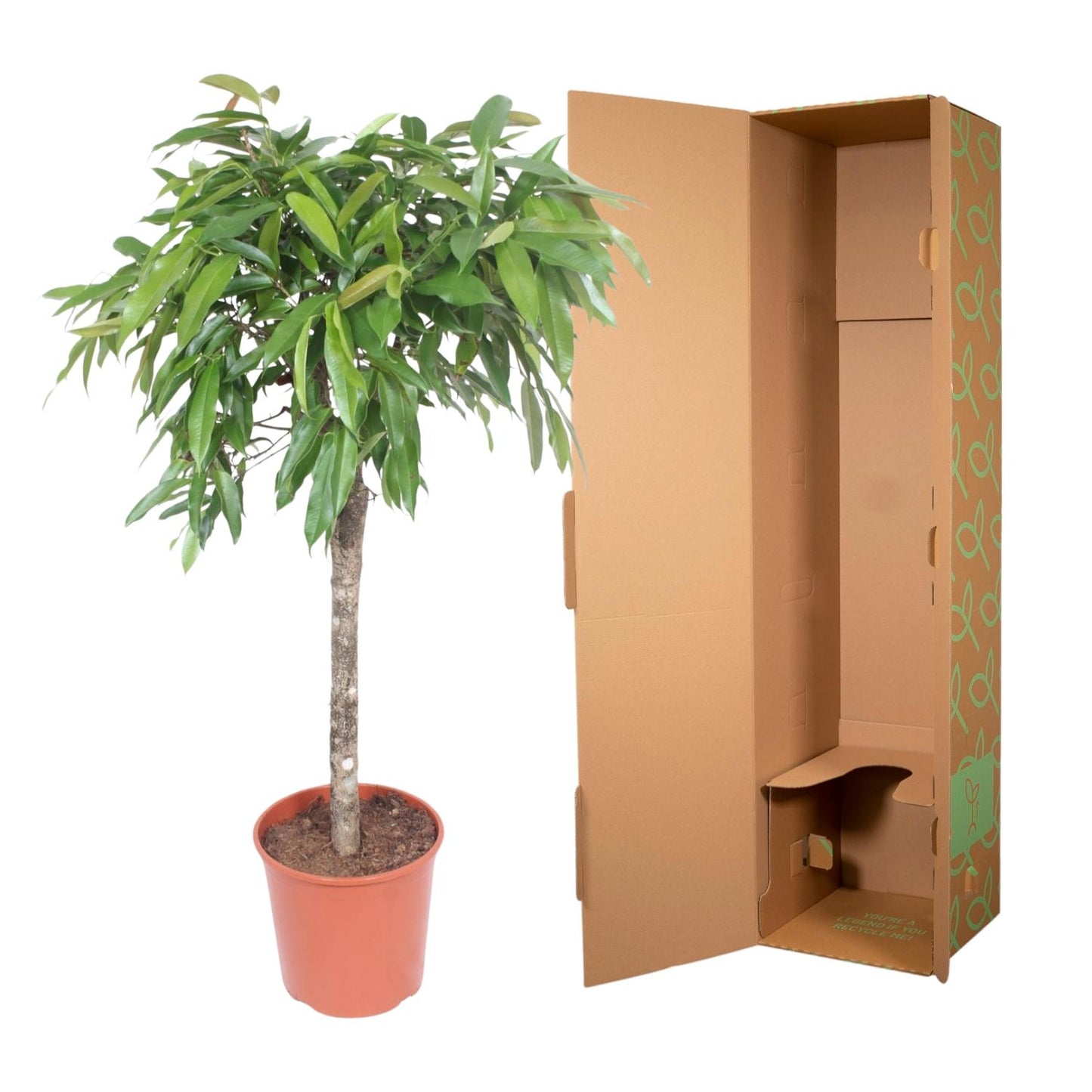 Ficus Amstel King – 130 cm Zimmerpflanze mit geflochtenem Stamm