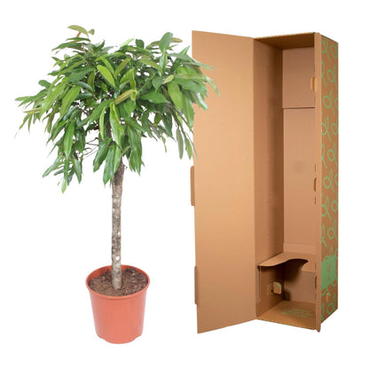 Ficus Amstel King – 130 cm Zimmerpflanze mit geflochtenem Stamm