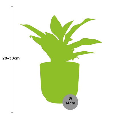 Aglaonema Crete – Pflegeleichte Zimmerpflanze im ELHO Vibes Fold 14cm Gelb