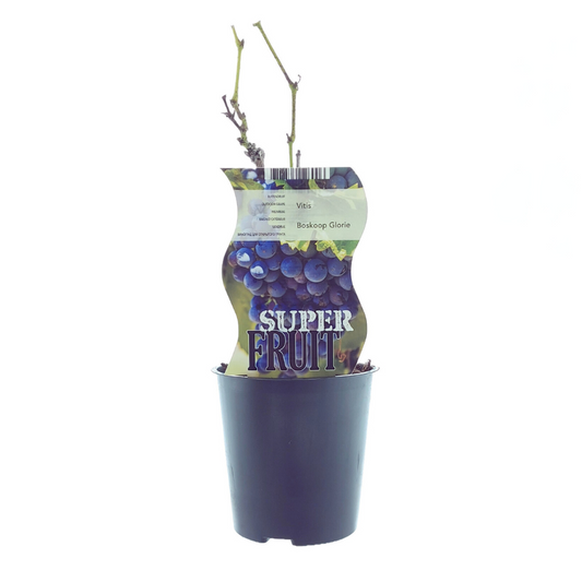 Blaue Traube 'Boskoop Glory' – Robuste Kletterpflanze Ø12cm