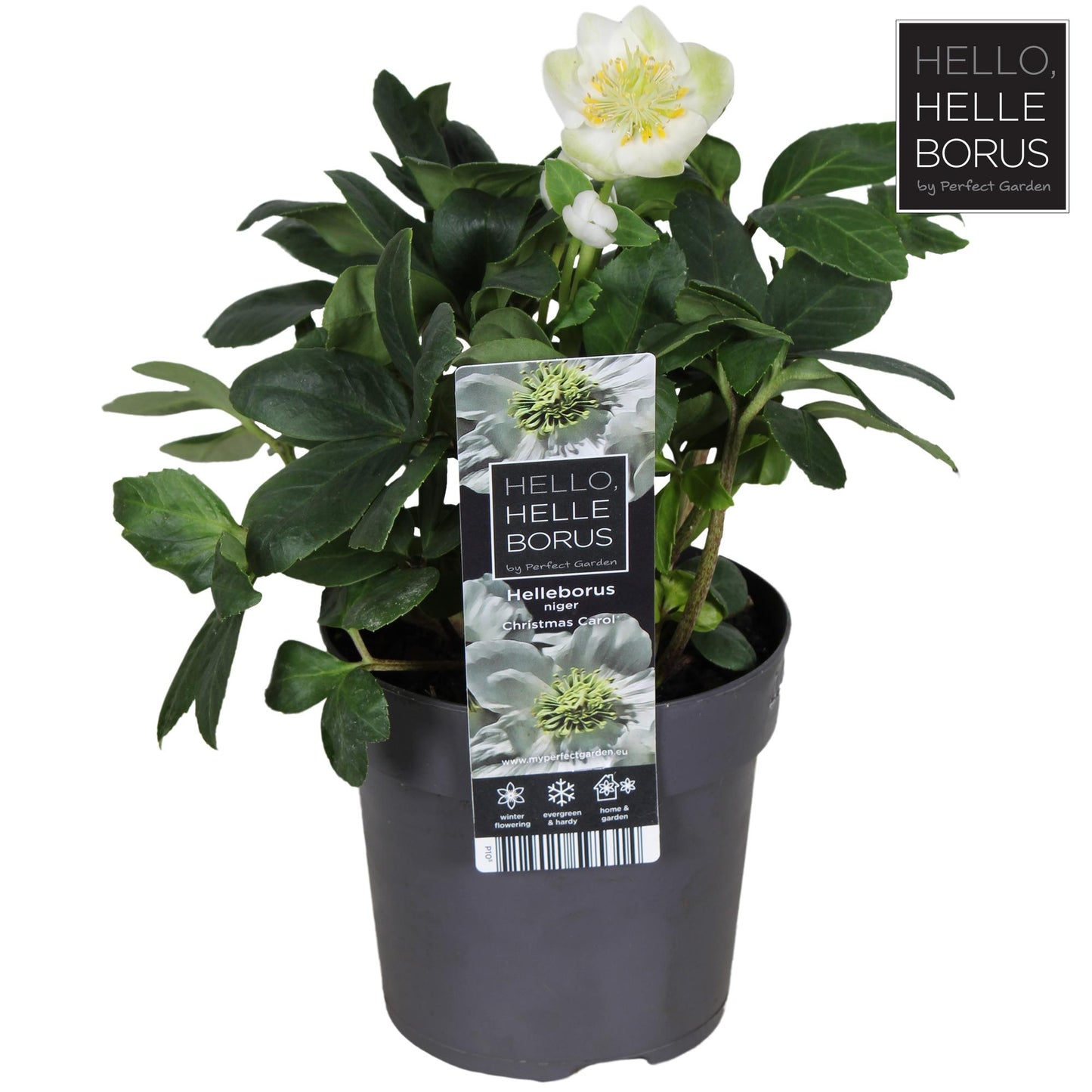 Helleborus Niger 'Christmas Carol' – Winterblüher im Topf Ø10,5cm
