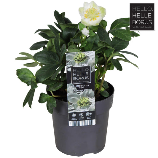 Helleborus Niger 'Christmas Carol' – Winterblüher im Topf Ø10,5cm