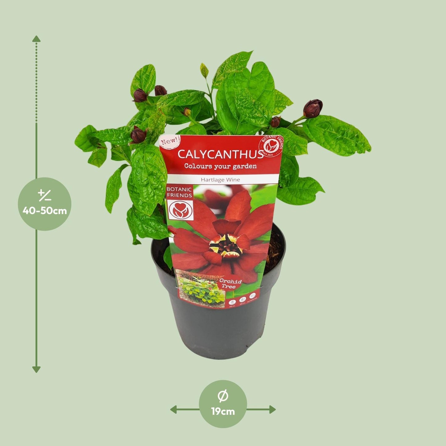 Calicanthus 'Hartlage Wine' – Duftender Gartenstrauch Ø19cm