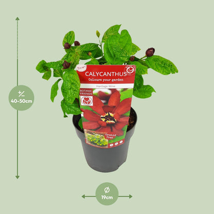 Calicanthus 'Hartlage Wine' – Duftender Gartenstrauch Ø19cm
