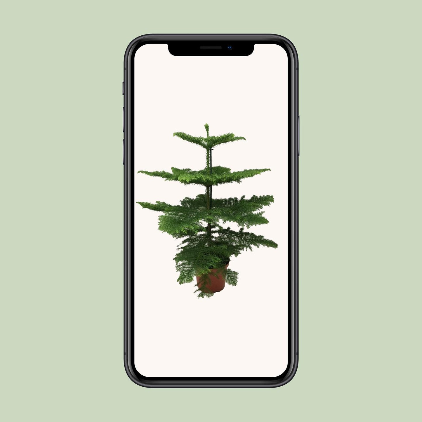 Araucaria Heterophylla – Majestätische, pflegeleichte Zimmerpflanze Ø21cm