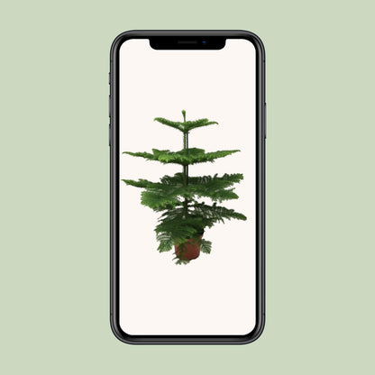 Araucaria Heterophylla – Majestätische, pflegeleichte Zimmerpflanze Ø21cm