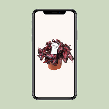 Begonia Beleaf Inca Night – Pflegeleichte Zimmerpflanze Ø17cm