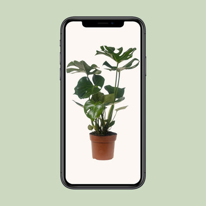 Monstera Deliciosa – Pflegeleichte Trendpflanze Ø21cm, 75cm hoch