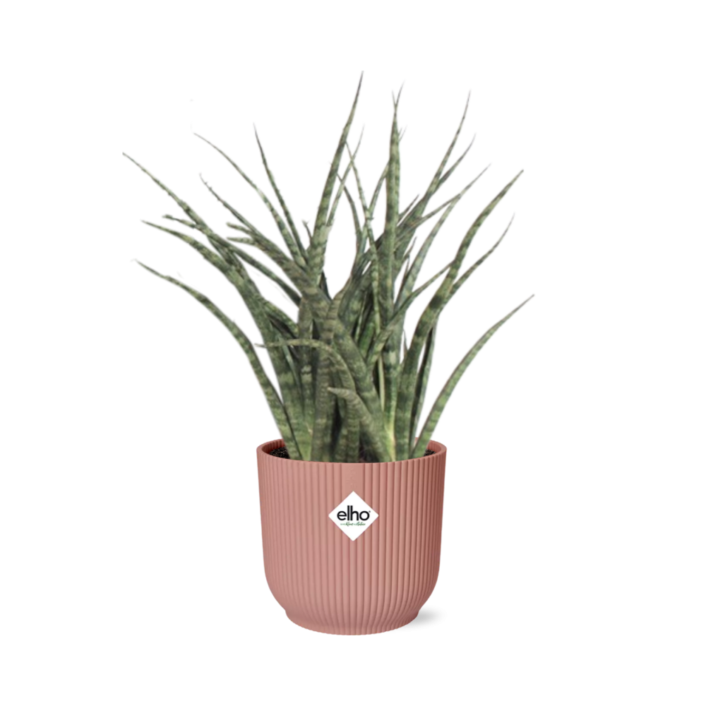 Sansevieria Fernwood Punk in ELHO Vibes Fold 14cm rosa