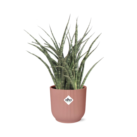 Sansevieria Fernwood Punk in ELHO Vibes Fold 14cm rosa
