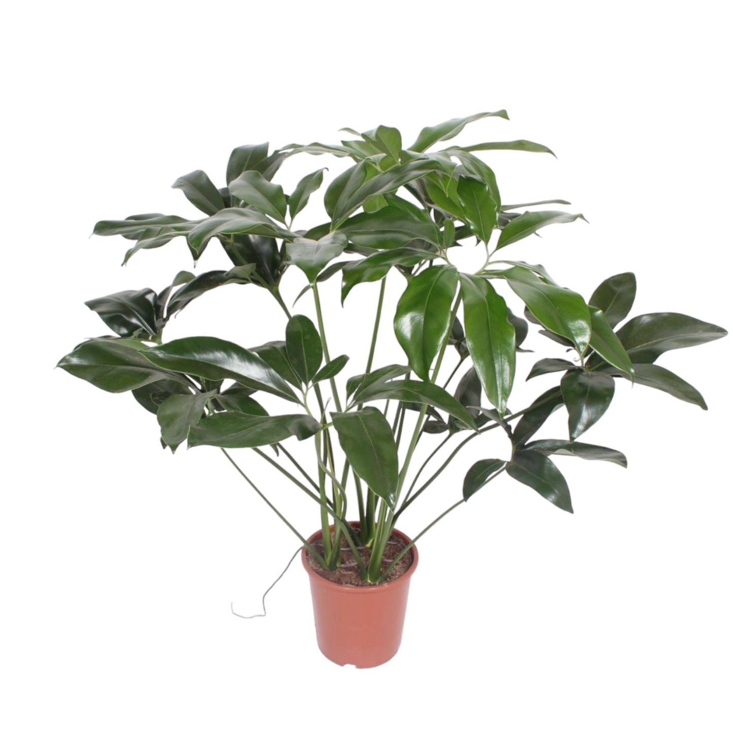 Philodendron Green Wonder – 120 cm, pflegeleicht & robust
