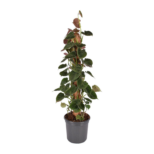 Philodendron Lupinum am Moosstab – 75 cm Kletterpflanze