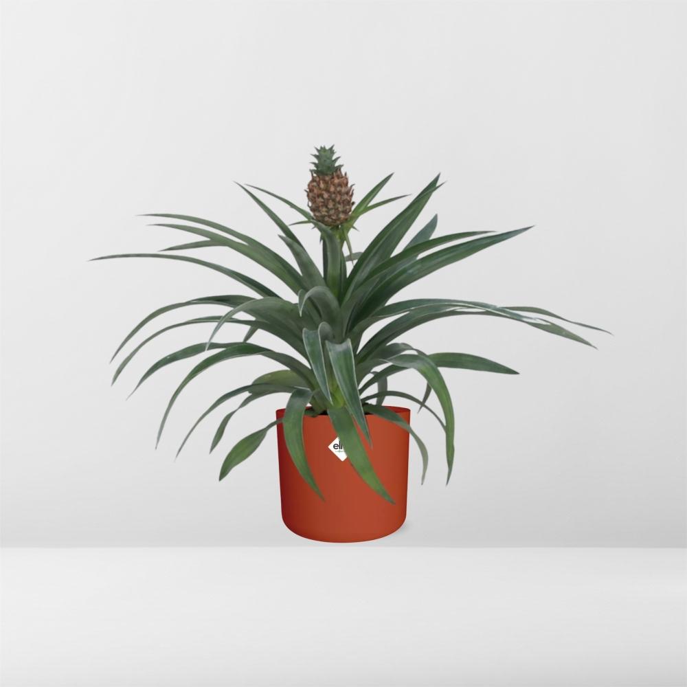 Ananas-Pflanze im 12 cm Topf – Tropisches Flair & pflegeleicht