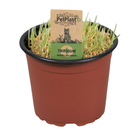 Katzen-Gras Triticum – Gesund & Pflegeleicht Ø12cm