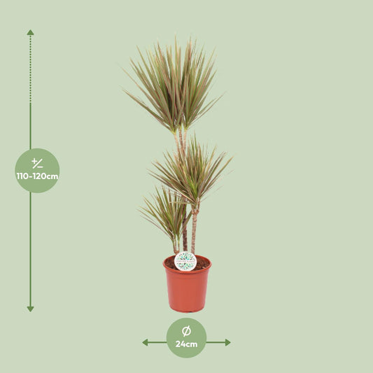 Dracaena Bicolor – Pflegeleichter Drachenbaum Ø24cm, 115cm hoch