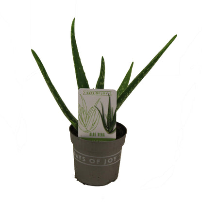 Aloe Vera Zimmerpflanze – Pflegeleicht & Dekorativ Ø10,5cm