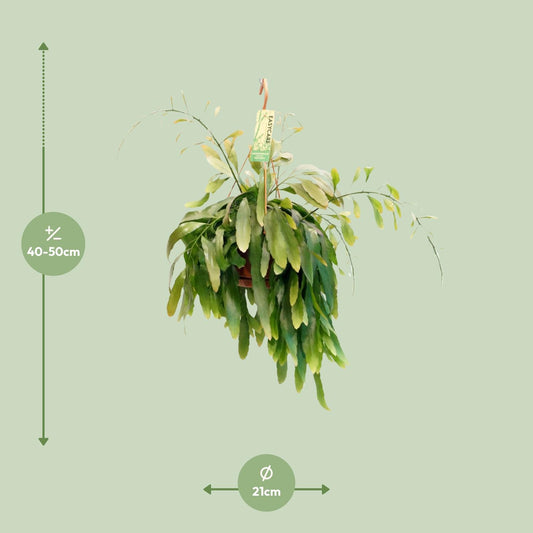 Pseudorhipsalis Ramulosa Red Coral – Pflegeleichte Zimmerpflanze Ø21 cm
