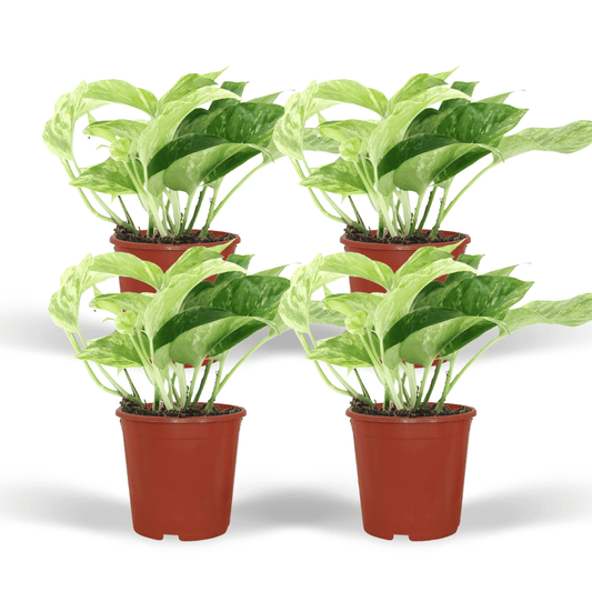 Epipremnum Marble Queen – 4er Set Ø12cm – Pflegeleichte Zimmerpflanze