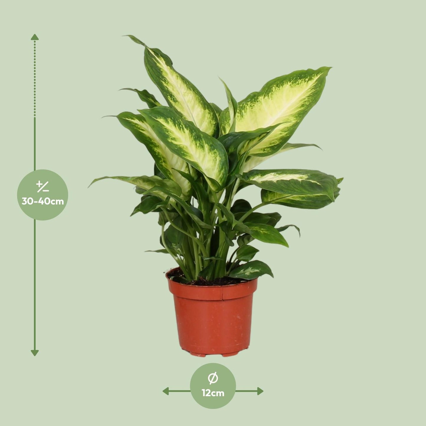 Dieffenbachie 'Camilla' – Pflegeleichte Zimmerpflanze 35 cm