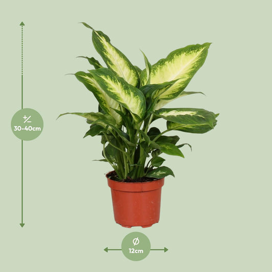 Dieffenbachie 'Camilla' – Pflegeleichte Zimmerpflanze 35 cm