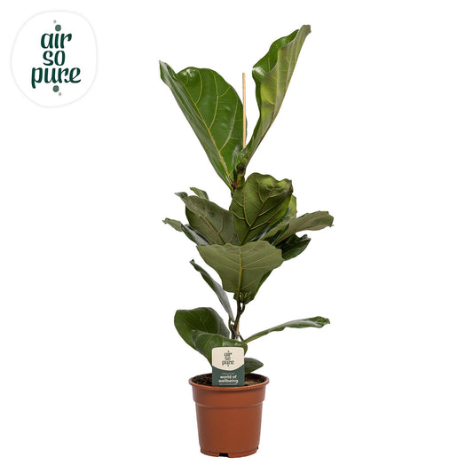 Ficus Lyrata – Pflegeleichte Trendpflanze für Ihr Zuhause