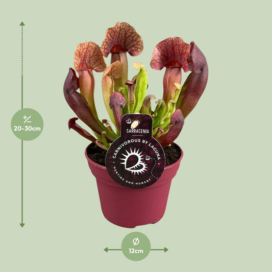 Sarracenia Catesbaei – Pflegeleichte Kannenpflanze Ø12cm