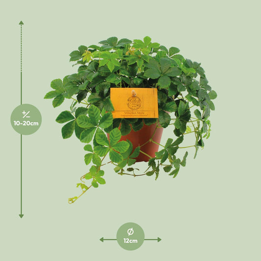 Jungfernrebe 'Striata' – Purpurrote Kletterpflanze Ø12cm
